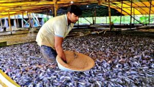 How to Start a Fish Farming | How to start a fish farming business 