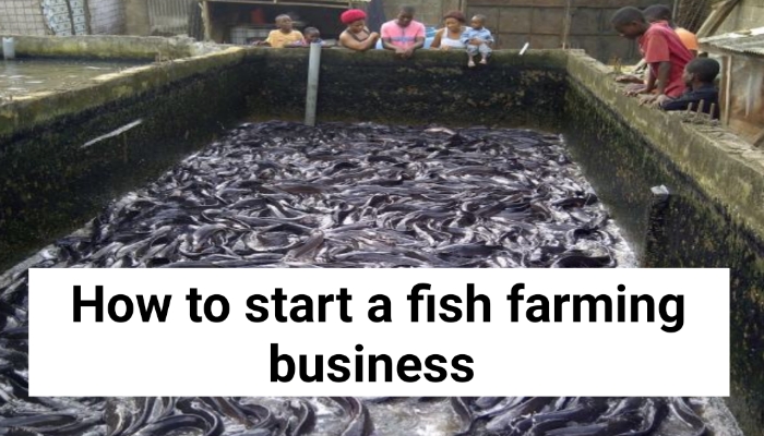 How to Start a Fish Farming | How to start a fish farming business