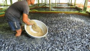 How to Start a Fish Farming | How to start a fish farming business 