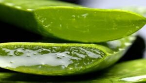 How to start aloe vera farming business