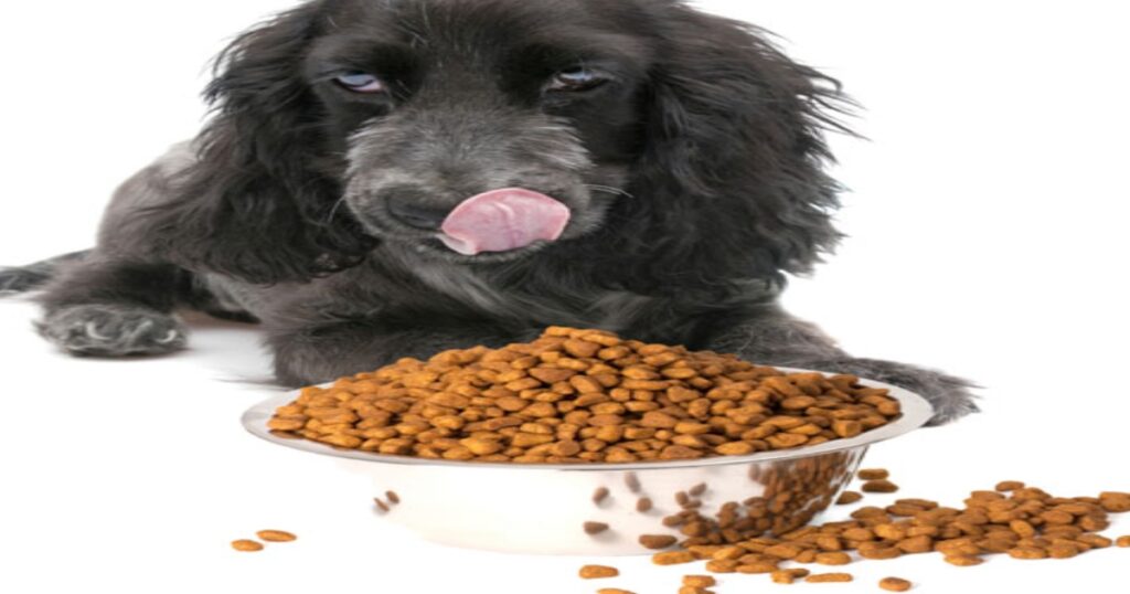 Best brand dry dog food